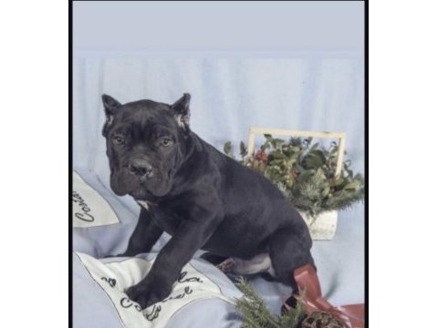 Cane corso köpeği