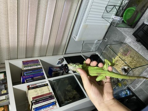 Evcil satılık çipli iguana