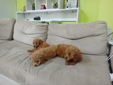 Maltipoo kalite yavrular ırk sağlık garantili