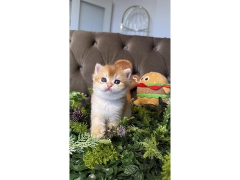 Yüksek kalite golden british shorthair bebeğim