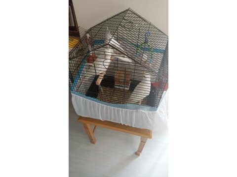 5 aylık erkek sultan papağanı