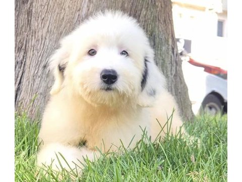 English sheepdog ( bobtaıl) yavrularimiz