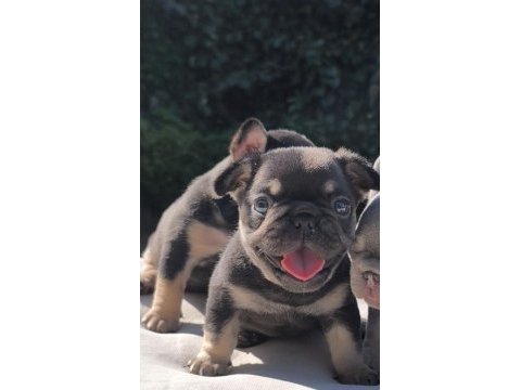 Isabella ve fluffy taşıyıcı french bulldog bebekler