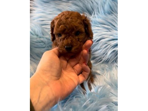 Özel toy poodle yavrular 