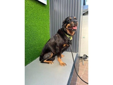 Rottweiler antalya yuva ilan