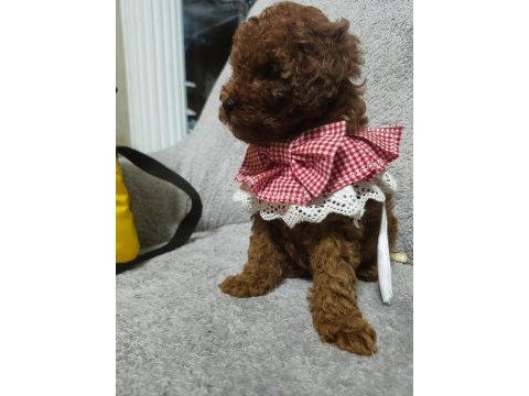 Toy poodle yavru