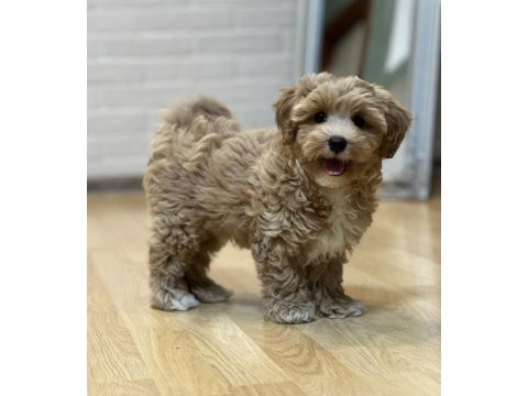 Maltipoo korekan bebekler