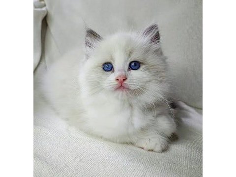 Safkan ırk ragdoll kedimiz