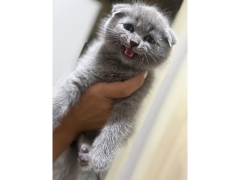 15 haziran doğumlu son kalan 2 scottish fold