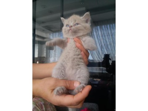 Minik kediler