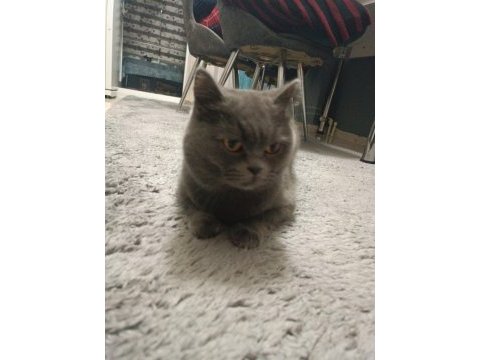 3 yaşında dişi british shorthair sevecen sıcak kanlı