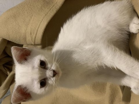 Adana anne altından british shorthair yavrular