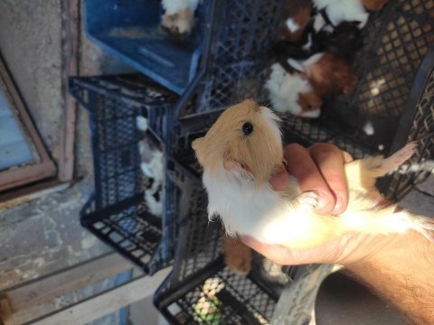 Guinea pig yavruları