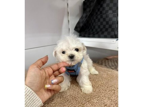 Korea maltese
