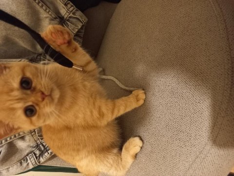 Kedimize sıcak yuva