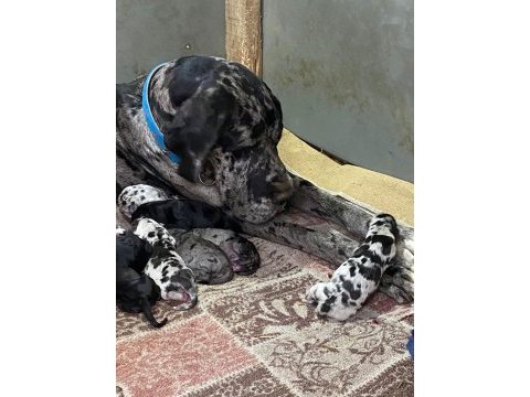 Danua yavruları yeni sahiplerini bekliyor
