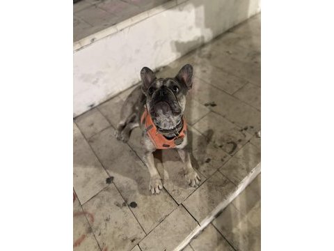 Blue merle french bulldog