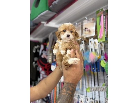 Türkiyenin en güzel maltipoo bebekleri core