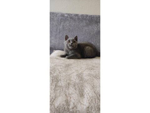 British shorthair 3 aylık yavru kedimiz