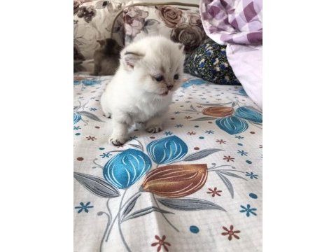 British shorthair yavrular