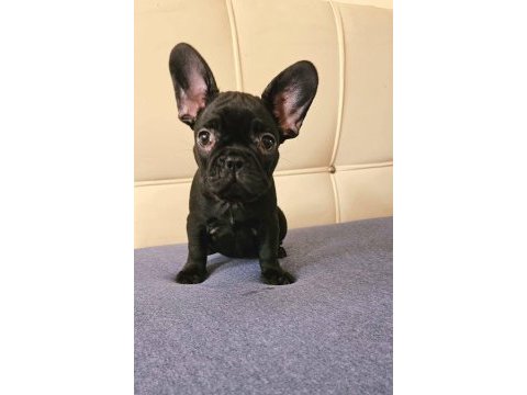 Egzotik kan a+ kalite french bulldog