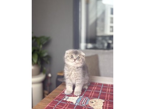 Scottısh fold ayı surat yavrularım 