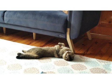 Çok uysal ve sakin scottish fold
