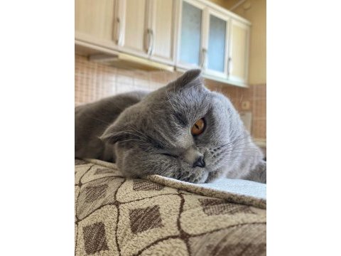 Oğluma gelin adayı arıyorum scottish fold