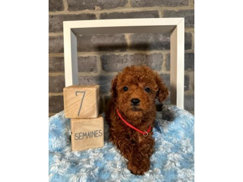 Güzellik abidesi poodle bebeklerimiz