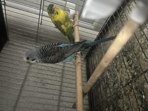 Hazır jumbo muhabbet kuşu takımlar