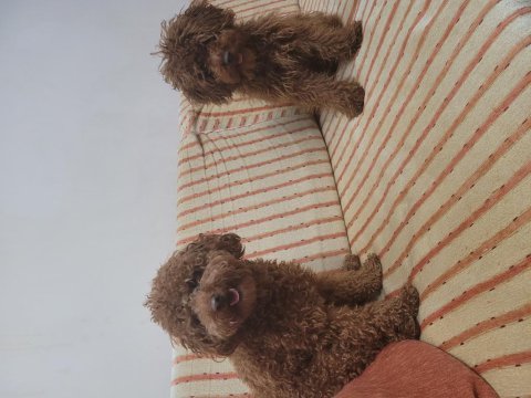 İlk sağlık taramalarından geçen poodle bebekler