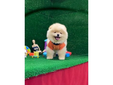 Pomeranian boo yavrularımız