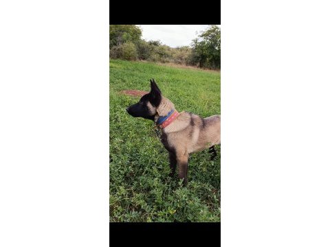 Ful maske güzellik abidesi safkan 4 aylık malinois yavrum