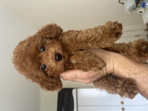 3 aylık dişi kore poodle