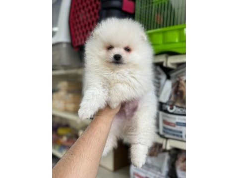 En tatlı pomeranian bebeklerimiz