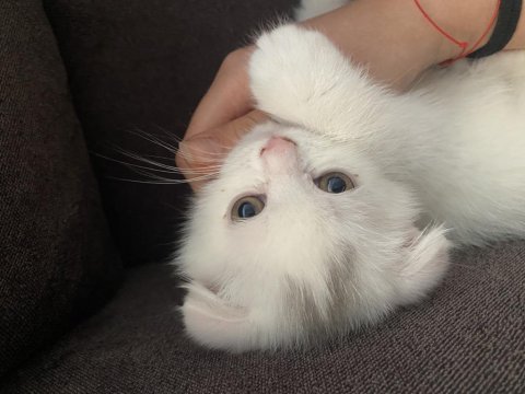 Scottish fold iki aylık