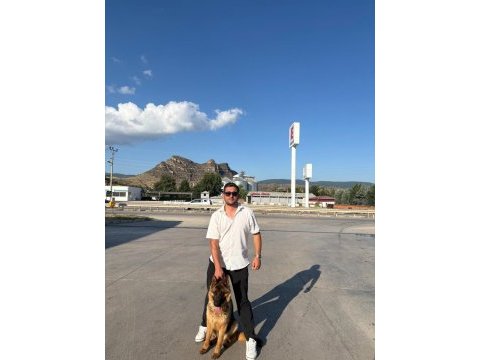 Secereli dişi alman çoban köpeği