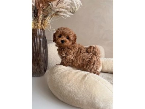 Maltipoo minikler ped eğitimli sıfır boy