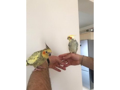 Sultan papağanı çapkın ve limonla ayrılma vakti geldi