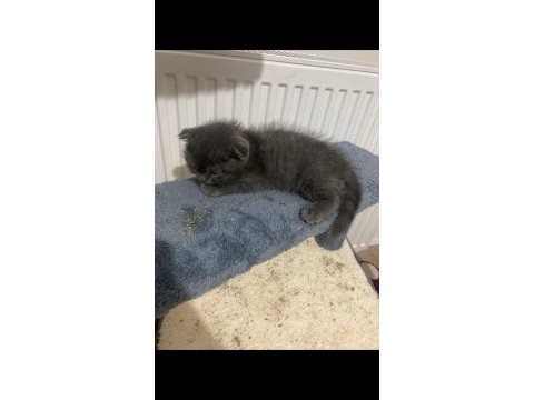 Scottish fold yavru