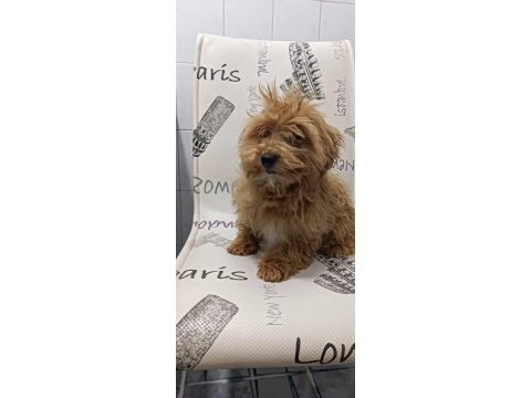 Yavru maltipoo yavrumuz
