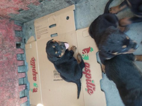 Dişi ve erkek rottweiler mevcut