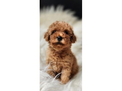 Veteriner teknikerinden sevimli toy poodle dişi ve erkek