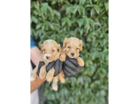 Irk ve sağlık garanti maltipoo yavrularımuz