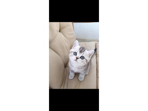 British ve scottish fold yavrular