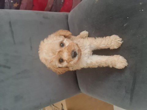 Tuvalet egitimli minyatür maltipoo minnaklarım