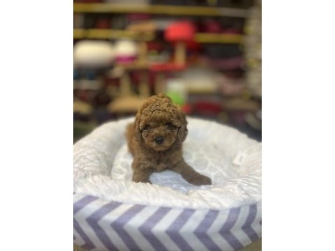 Teacup toy poodle güzelliği @petclubadana