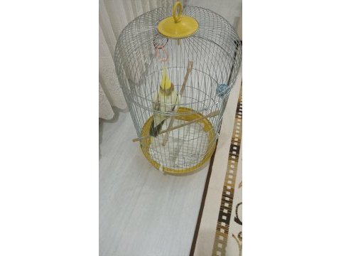 Erkek 1 yaşında sultan evcil hayvan ev kuşu