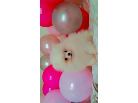 Mükemmel kalitede bir yavru pomeranian ultra mini boy
