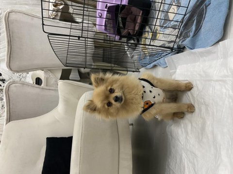 Yeni yuvasını arayan pomeranian